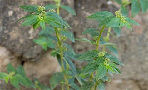 大飛揚加桂枝|飛揚草